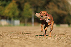 Magyar Vizsla