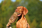 Magyar Vizsla