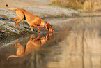 Magyar Vizsla