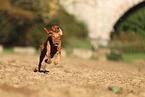 Magyar Vizsla