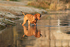 young Magyar Vizsla