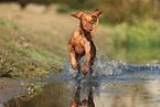 Magyar Vizsla