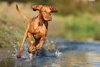 Magyar Vizsla