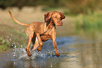 Magyar Vizsla