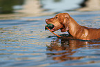 Magyar Vizsla