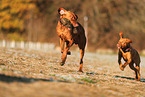Magyar Vizsla