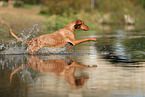 Magyar Vizsla