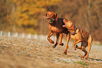 2 dogs