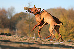 2 dogs