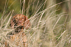 Magyar Vizsla