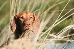 Magyar Vizsla