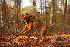 Magyar Vizsla