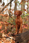 Magyar Vizsla