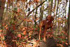 Magyar Vizsla
