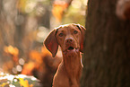 Magyar Vizsla