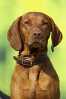 shorthaired Magyar Vizsla