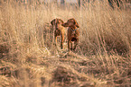 Magyar Vizsla