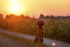 Magyar Vizsla