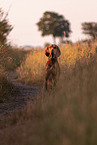 Magyar Vizsla