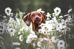 female Magyar Vizsla