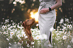 female Magyar Vizsla