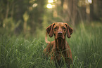 Magyar Vizsla