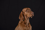 Magyar Vizsla