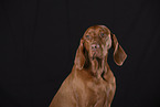 Magyar Vizsla