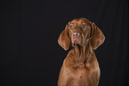 Magyar Vizsla