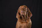 Magyar Vizsla