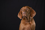 Magyar Vizsla