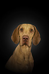 Magyar Vizsla