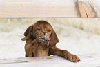 Magyar Vizsla