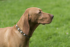 Magyar Vizsla