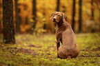 female Magyar Vizsla