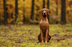 female Magyar Vizsla