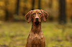 female Magyar Vizsla