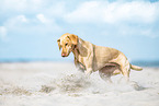 Magyar Vizsla