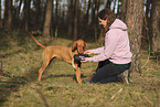 Magyar Vizsla