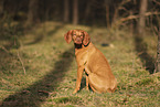 Magyar Vizsla