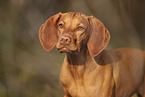 Magyar Vizsla
