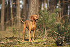 Magyar Vizsla