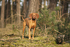 Magyar Vizsla
