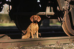 Magyar Vizsla