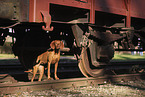 Magyar Vizsla