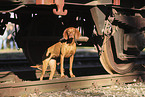 Magyar Vizsla