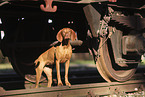 Magyar Vizsla