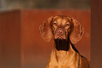 Magyar Vizsla