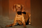 Magyar Vizsla