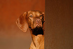 Magyar Vizsla